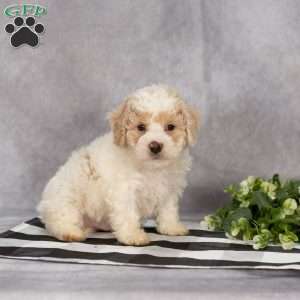 Penn, Bich-Poo Puppy